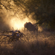 Caption: Elephants feed at sunset in Gorongosa National Park, Mozambique. Gorongosa’s elephants and other wildlife were devastated by civil war in the 1980s and 90s, but have recovered dramatically over the past decade thanks to a pioneering effort by the Mozambican Government to enlist conservationists, scientists, and local communities in ecological restoration.